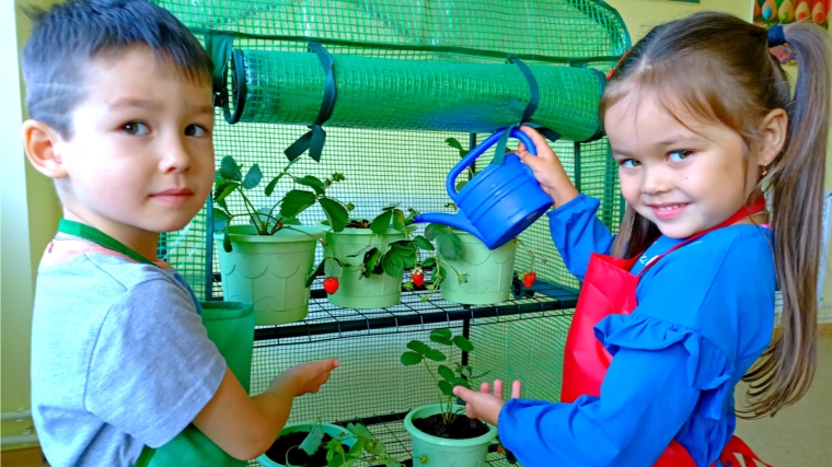Юные агроинженеры города Чебоксары выращивают клубнику в детском саду